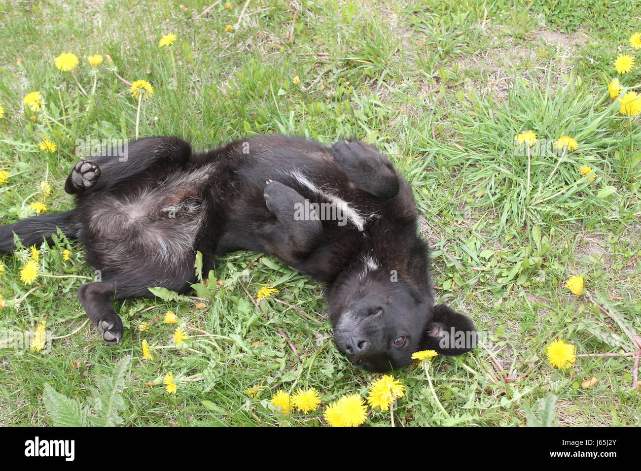schöne schwarze Welpen lag auf der Lea Löwenzahn blühen Blumen Stockfoto