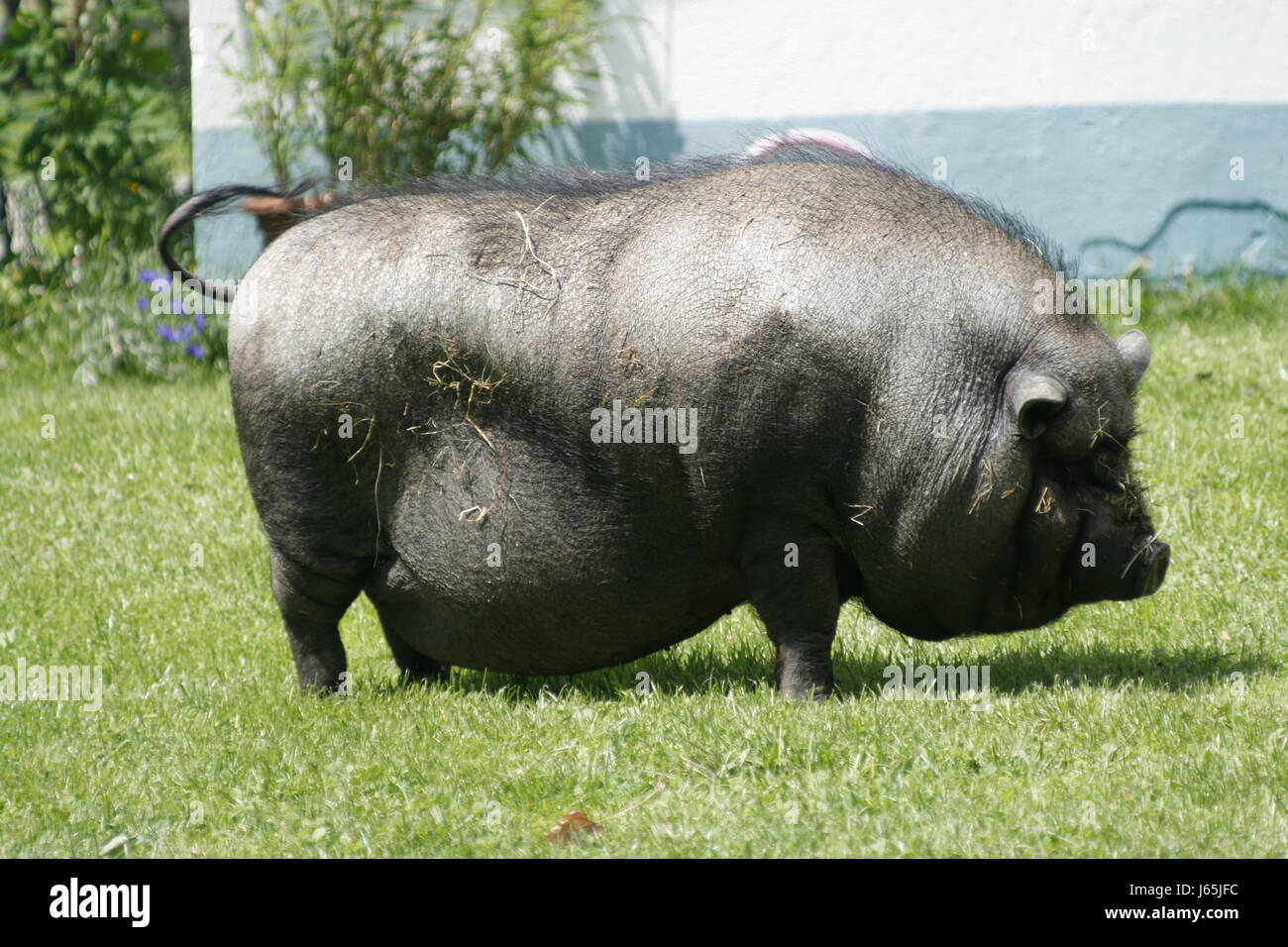 Schritt Tier Tier schwarze dunkelhäutige kohlschwarze tiefschwarze Bauernhof Wiese Schwein Natur natur Stockfoto