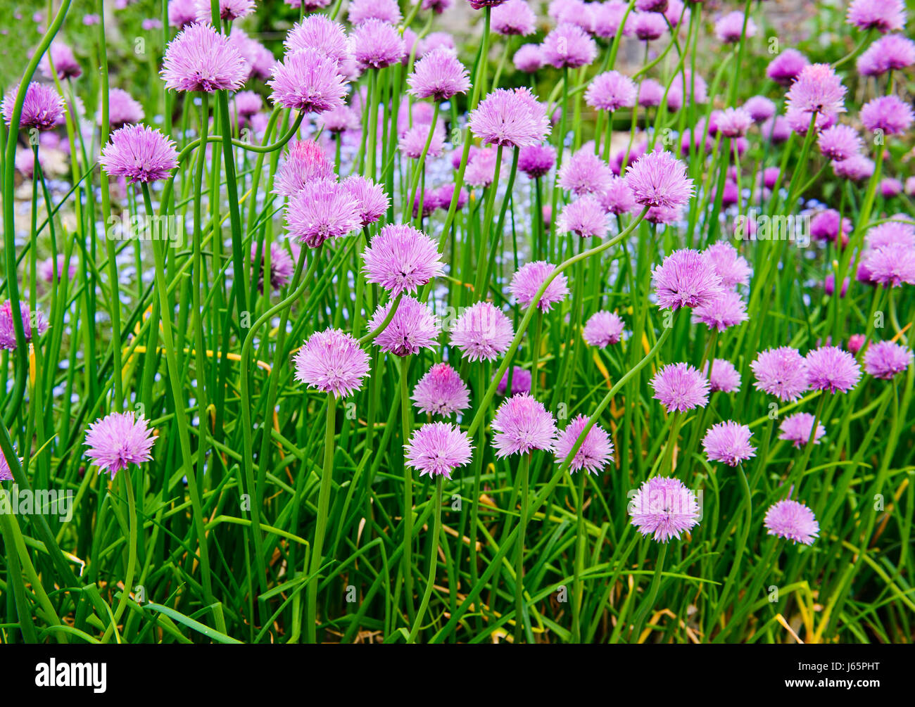 Rosa Blüten von Schnittlauch, Allium Schoenoprasum im Garten wächst Stockfoto