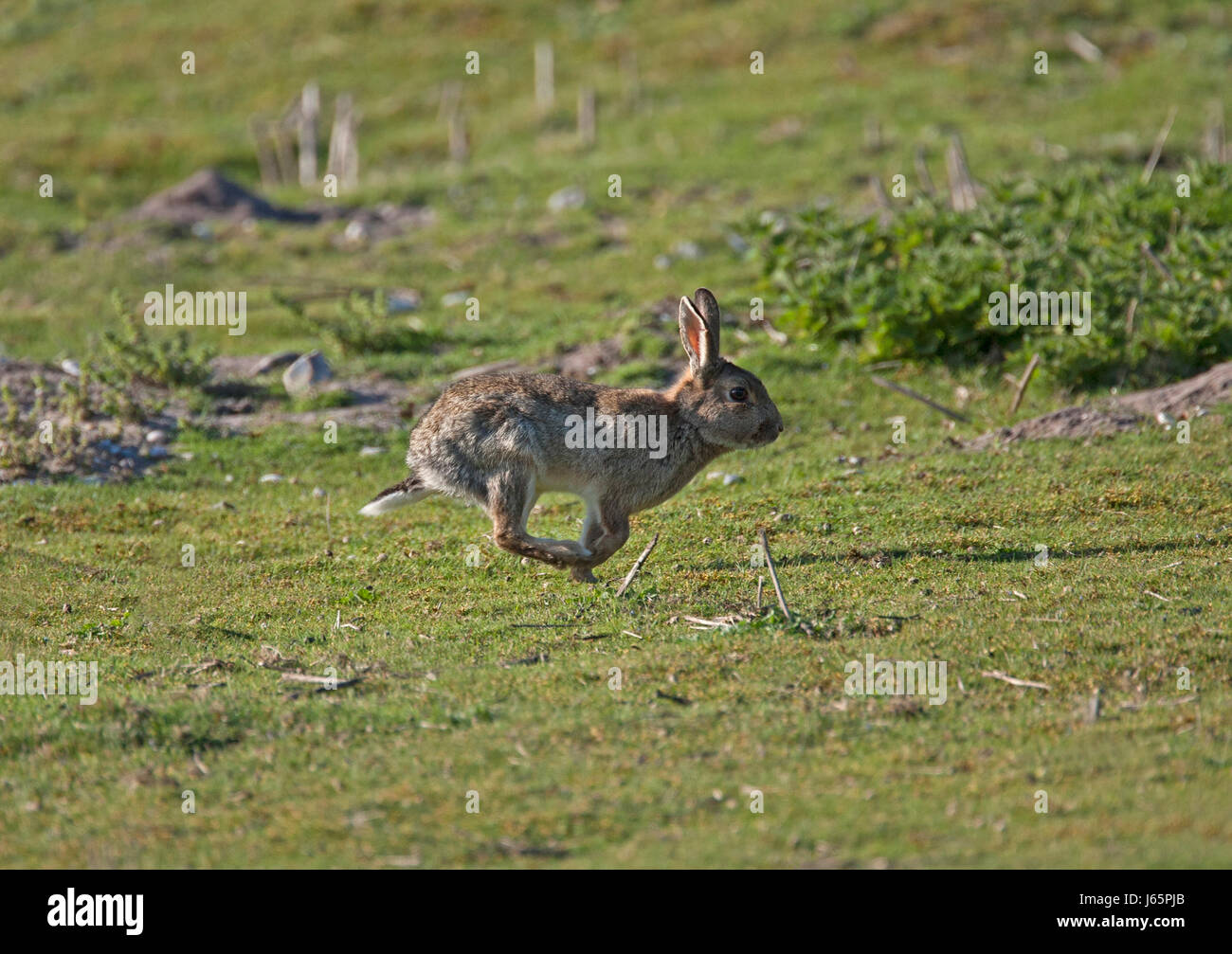 Europäische Kaninchen, Oryctolagus Cuniculus, alleinstehende Erwachsene quer durch Heide, Minsmere, Suffolk, UK. Stockfoto