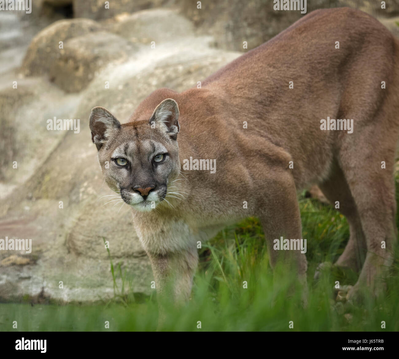 Puma große katze -Fotos und -Bildmaterial in hoher Auflösung – Alamy