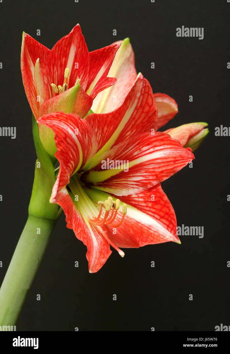 Blume Pflanze Stempel Amaryllis Makro Nahaufnahme Makro Aufnahme Nahaufnahme Stockfoto