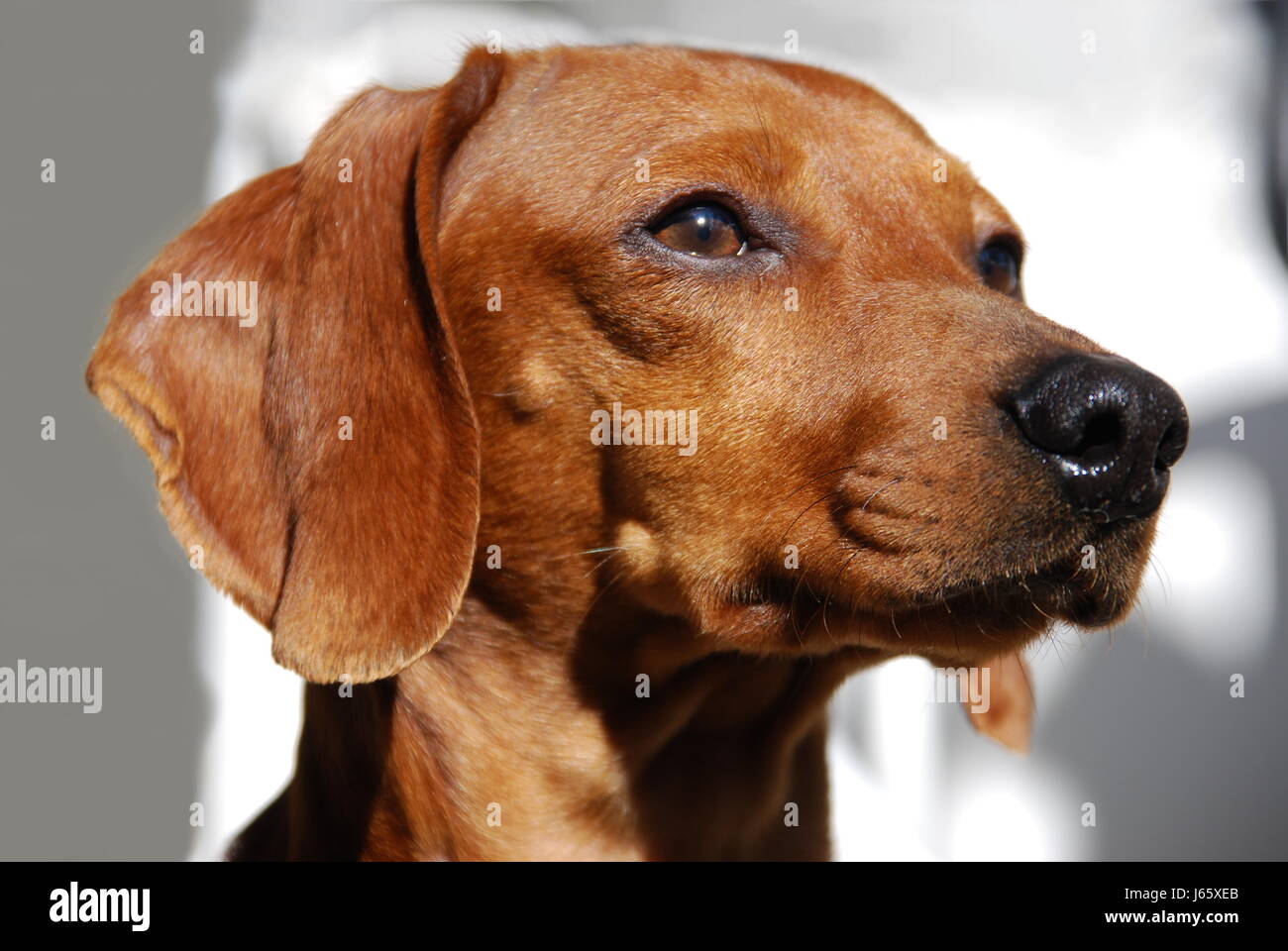 Hund Dackel Makro Nahaufnahme Makro Aufnahme hautnah Ansicht Tier Haustier braun Stockfoto