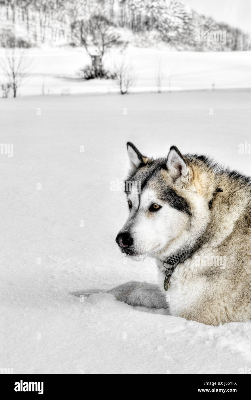 Winter Hund Wolf kalten tiefen Schnee Landschaft Landschaft Natur Alaskan malamut Stockfoto