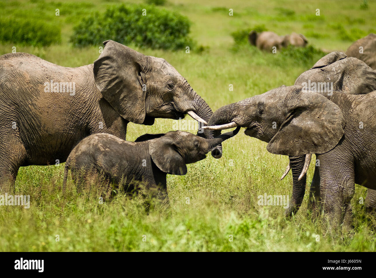 junger Elefant Stockfoto