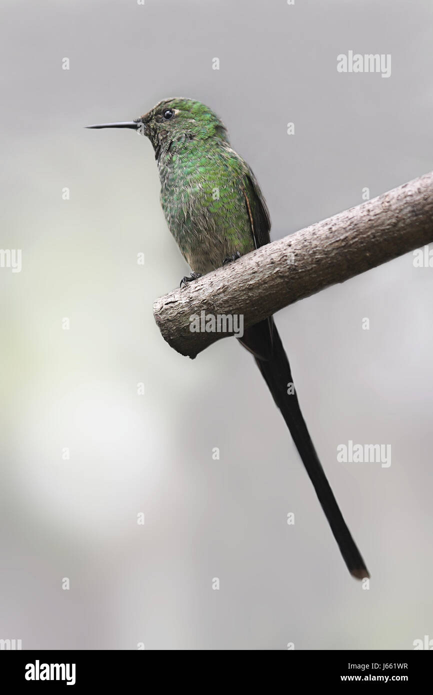 Wildvögel Tierwelt Kolibri Natur Tiere Vogel Fauna Wildvögel Heckflügel Stockfoto