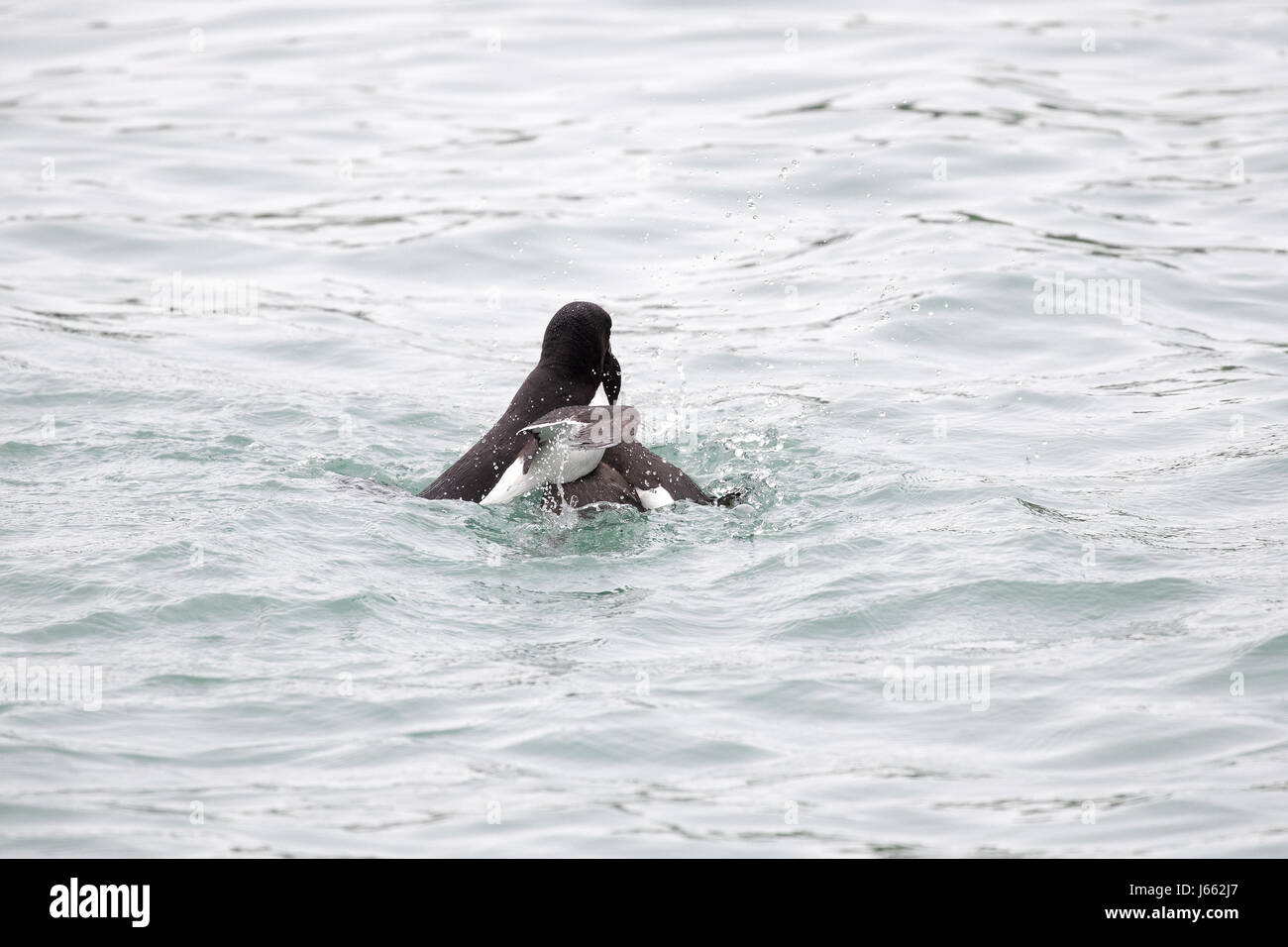 Kampf gegen Tordalken (Alca Torda), Skomer, Wales, Frühjahr 2017 © Jason Richardson / Alamy Live News Stockfoto