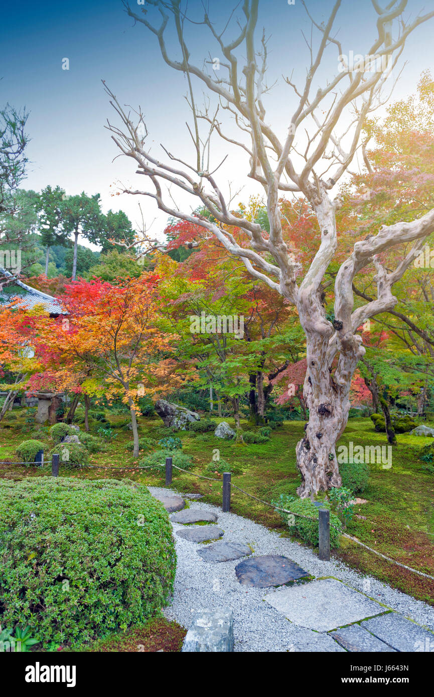 Japanische rot-Ahorn-Baum im Herbst im Garten am Enkoji Tempel in Kyoto, Japan Stockfoto