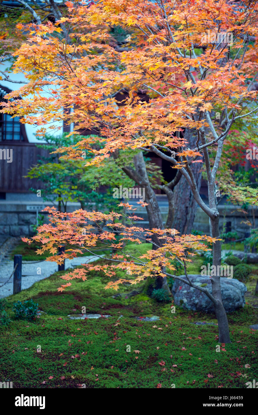 Gedeihend von japanischen Ahorn im Herbst in einem Garten in Kyoto, Japan Stockfoto