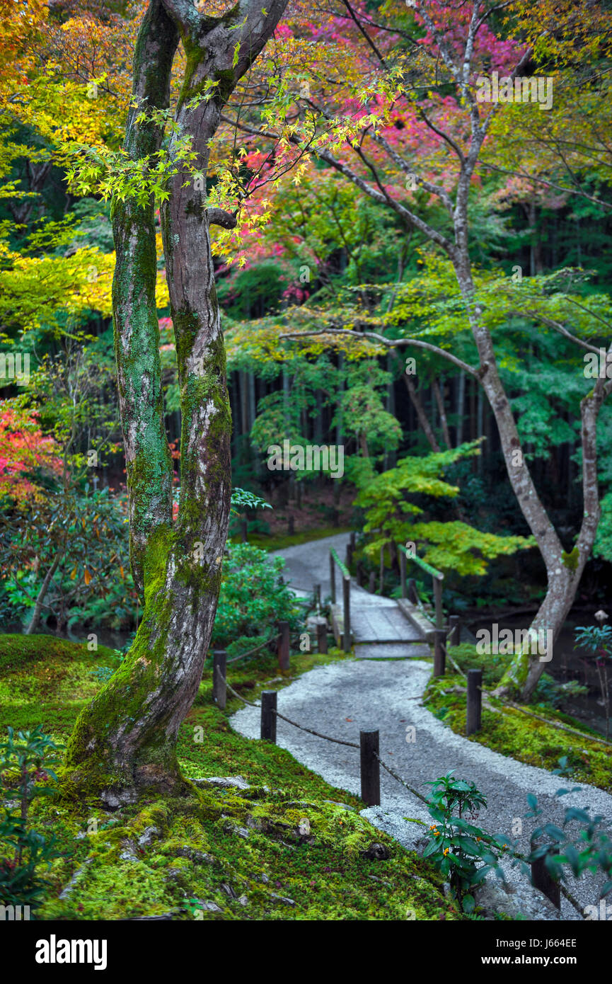 Japanische rot-Ahorn-Baum im Herbst im Garten am Enkoji Tempel in Kyoto, Japan Stockfoto