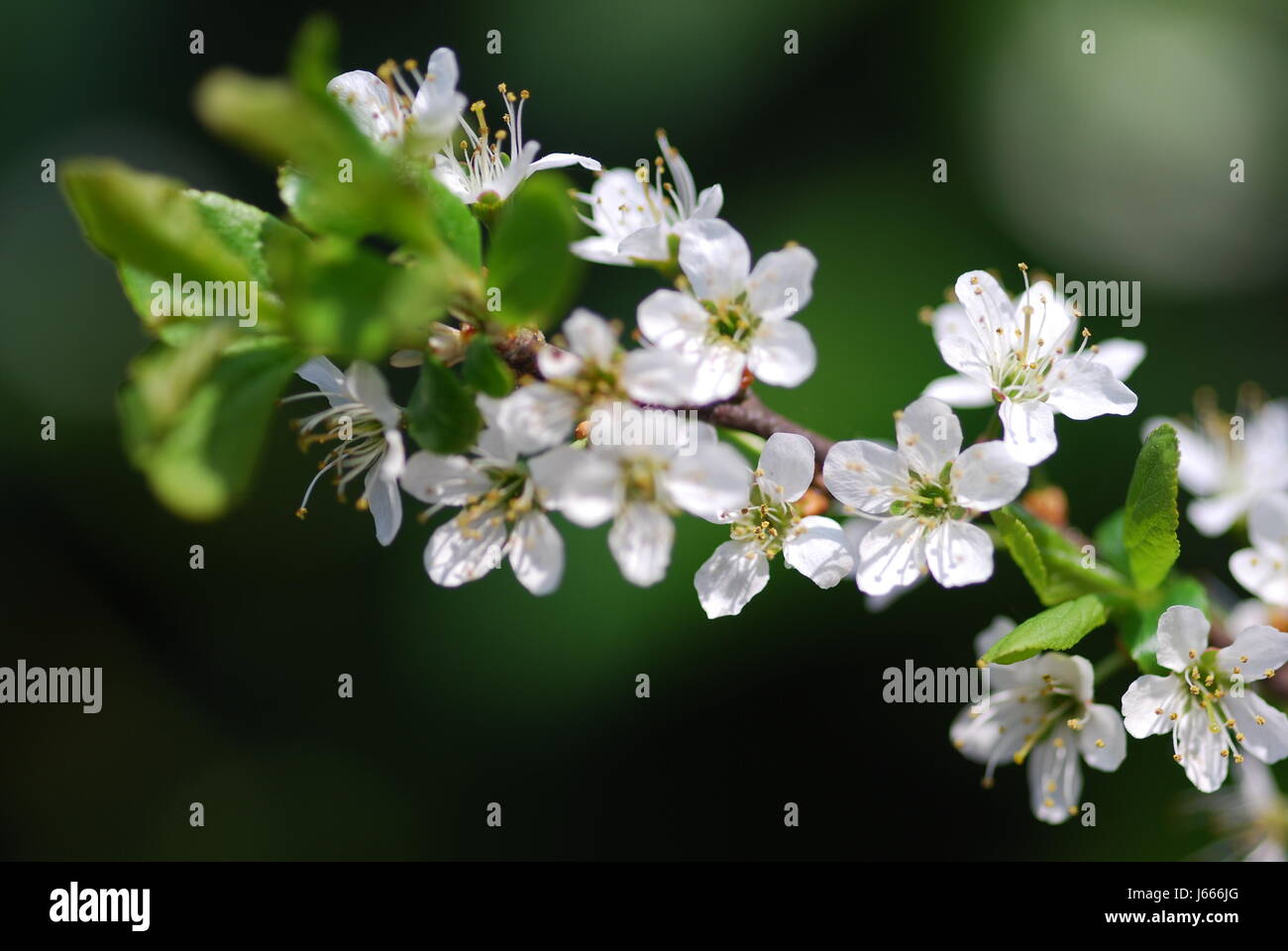Schlehe (Prunus Spinosa) Stockfoto