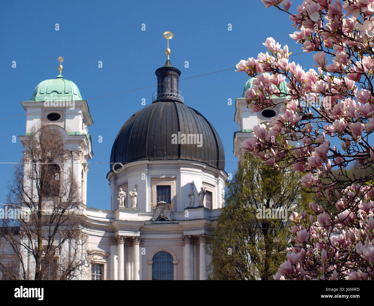 kirchliche Magnolie Kirche Blüte Blüte gedeihen Österreicher Frühling blüht Stockfoto
