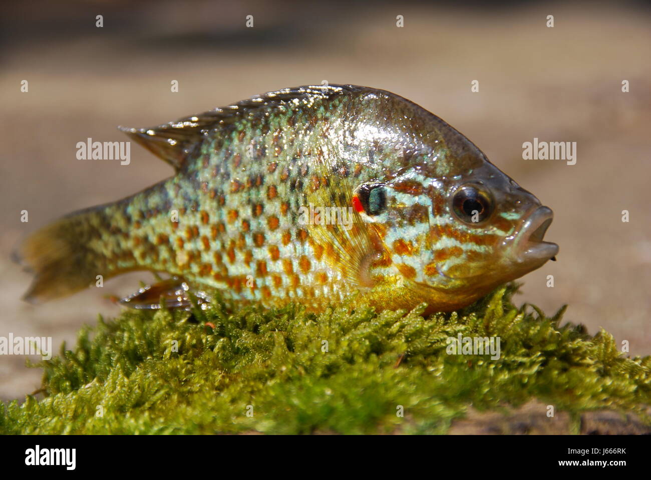 Fisch grün Tier farbig bunte wunderschöne vielgestaltige reich Stockfoto
