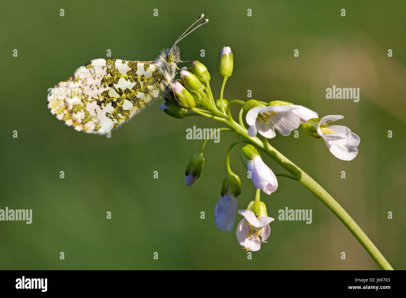 Beine Farbe Insekten Blume Pflanze Insekten blühen Blüte gedeihen gedeihen Stockfoto