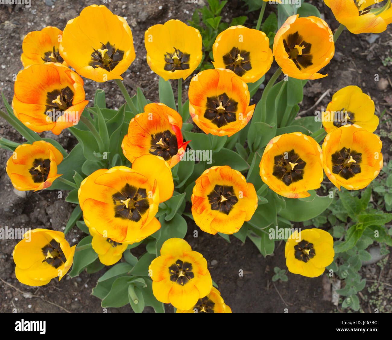 Tulpe Garten in Island Park des Prinzen Stockfoto