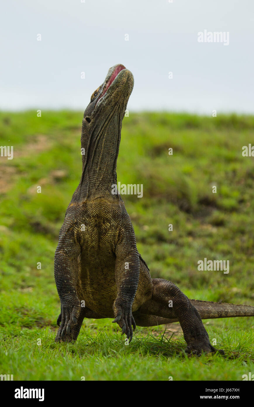 Komodo Dragon steht aufrecht auf ihren Hinterbeinen. Interessante Perspektive. Der Tiefpunkt schießen. Indonesien. Komodo National Park. Stockfoto