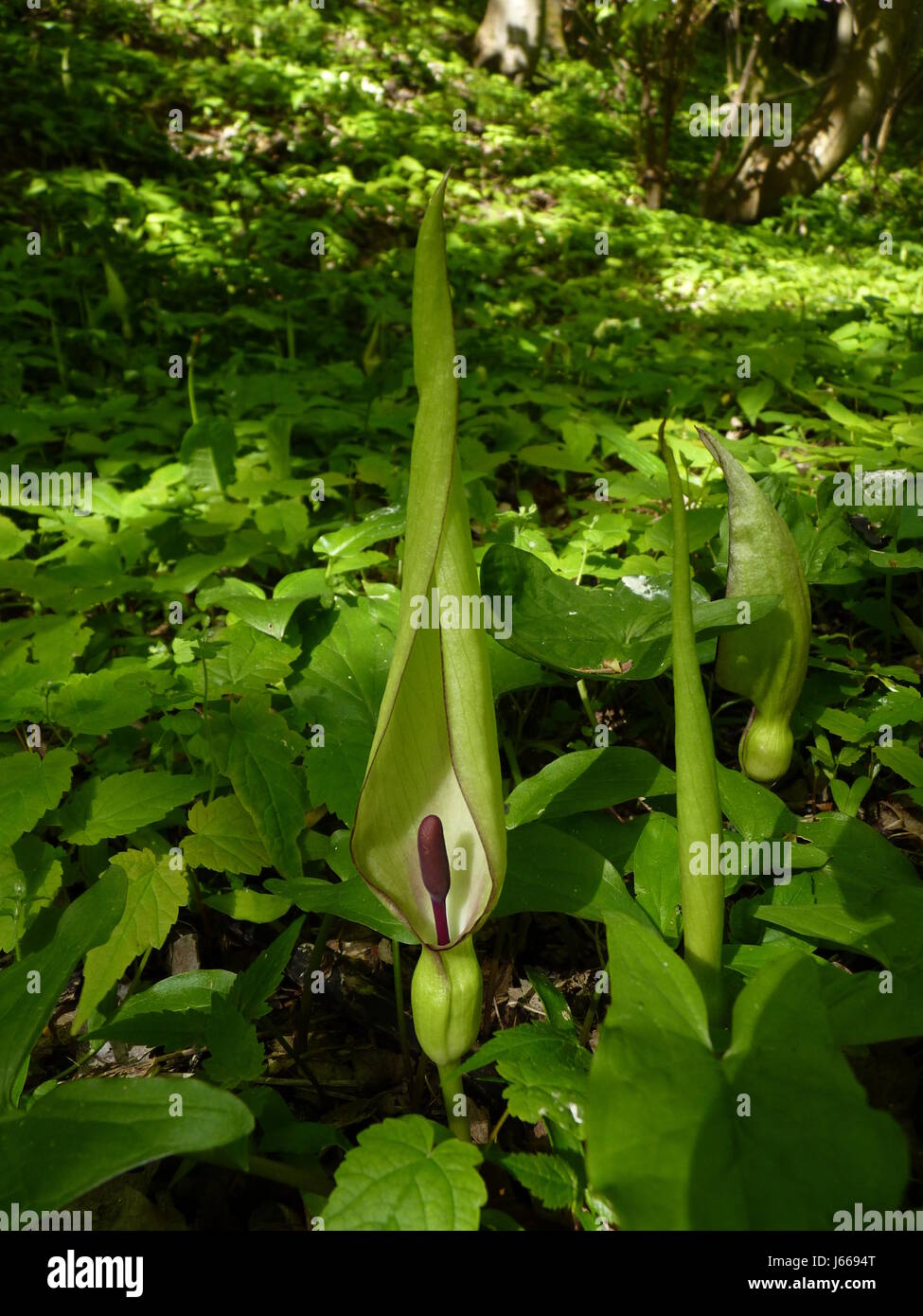 Arum Maculatum, wilde Arum, Lords und Ladies, Cucoo Pint. Lila Mantel. Violetten Blütenständen. Gruppe. Stockfoto