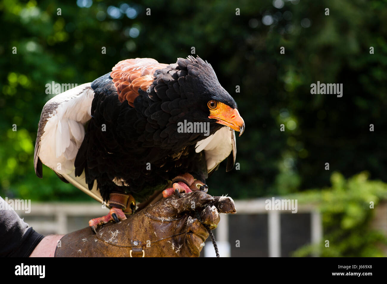 Schlange-Adler Stockfoto