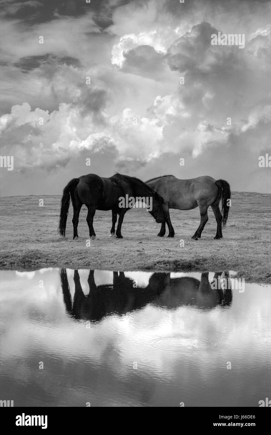 Säugetier Tiere Romantik Pferd Pferde spiegeln Liebe verliebt verliebte sich in Stockfoto