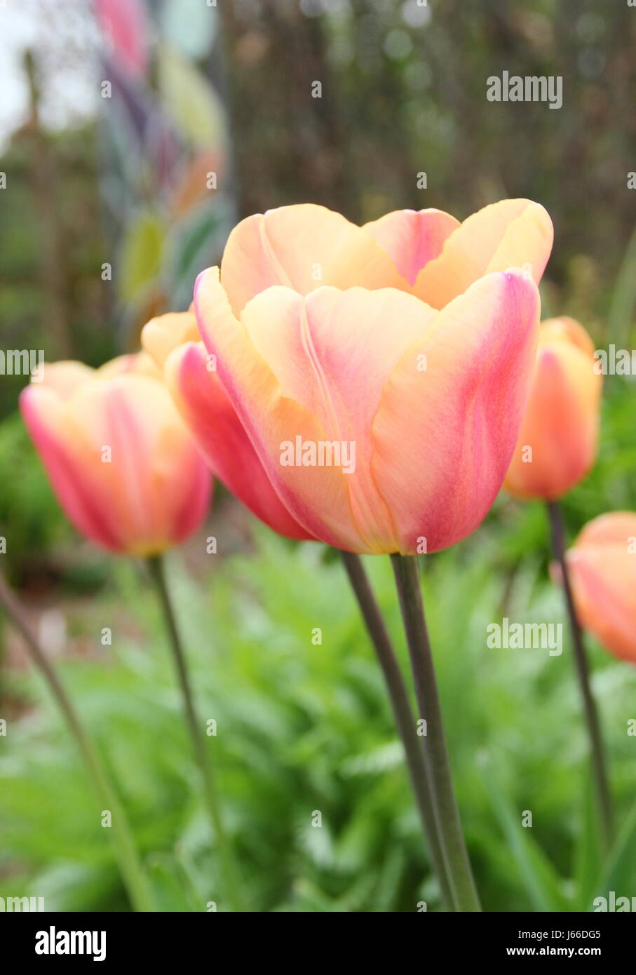 Tulipa 'Apricot Foxx' in voller Blüte an der Grenze von einem englischen Garten - Ende April Stockfoto