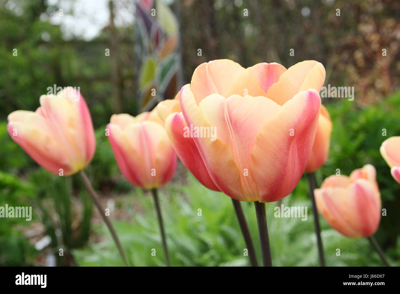 Tulipa 'Apricot Foxx' in voller Blüte an der Grenze von einem englischen Garten - Ende April Stockfoto