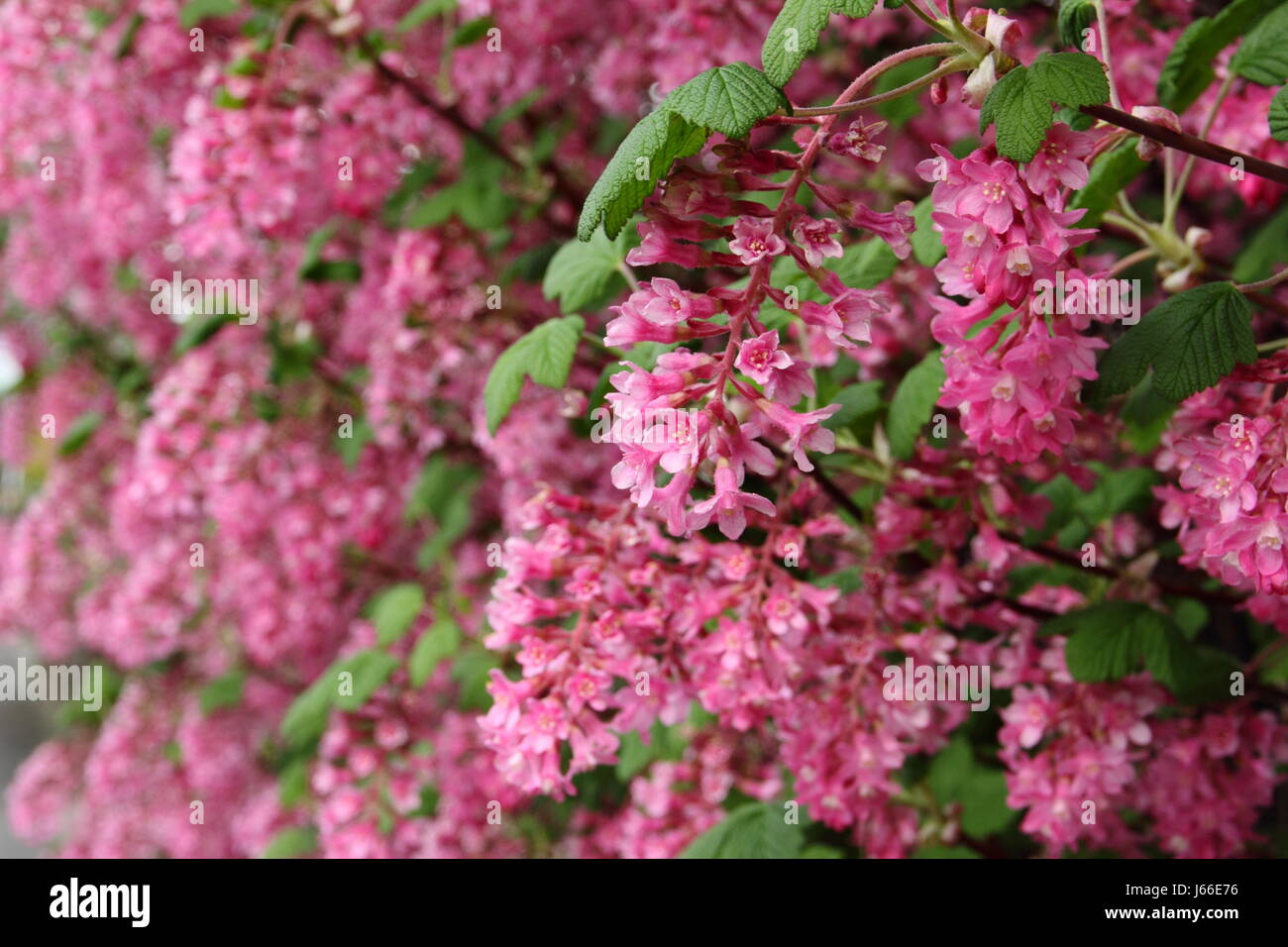 Massen von duftenden scharlachroten Blütentrauben von eine blühende Johannisbeere (Ribes Sanguineum) in voller Blüte, bilden die Hecke von einem englischen Garten im Frühjahr Stockfoto