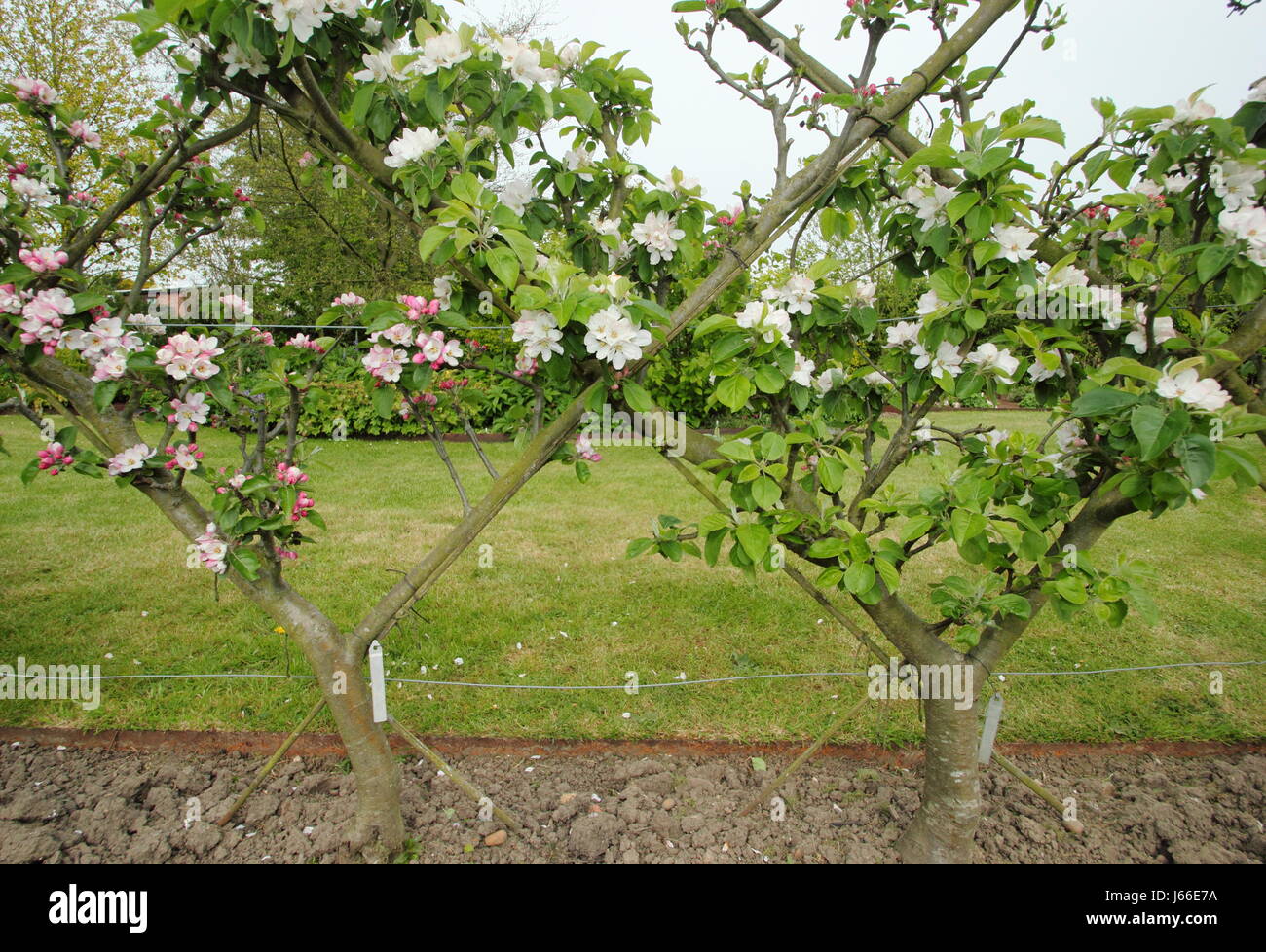 Blüte auf Apfelbäume (Malus) in der "Belgischen Zaun" Spalier bilden Diamant-Muster in den Obstgarten von einem englischen Garten ausgebildet Stockfoto