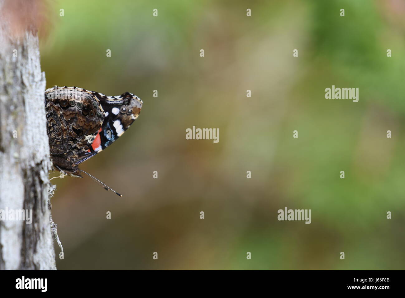 Falter/Schmetterling auf Baumstamm Stockfoto