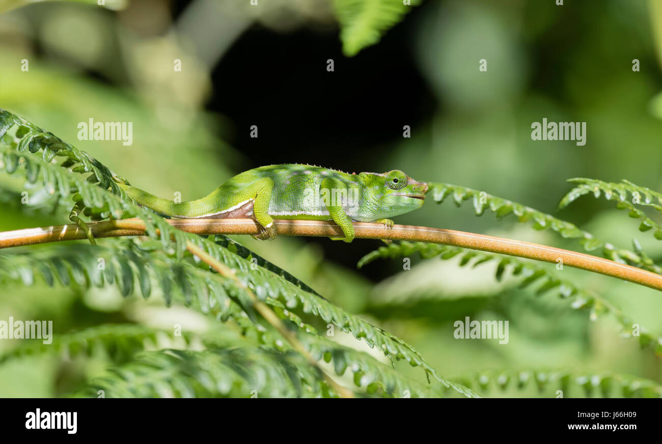 Das endemische & bedroht Usambara zwei gehörnten Chamäleon (Kinyongia Multituberculata) im Westen Tansanias Stockfoto