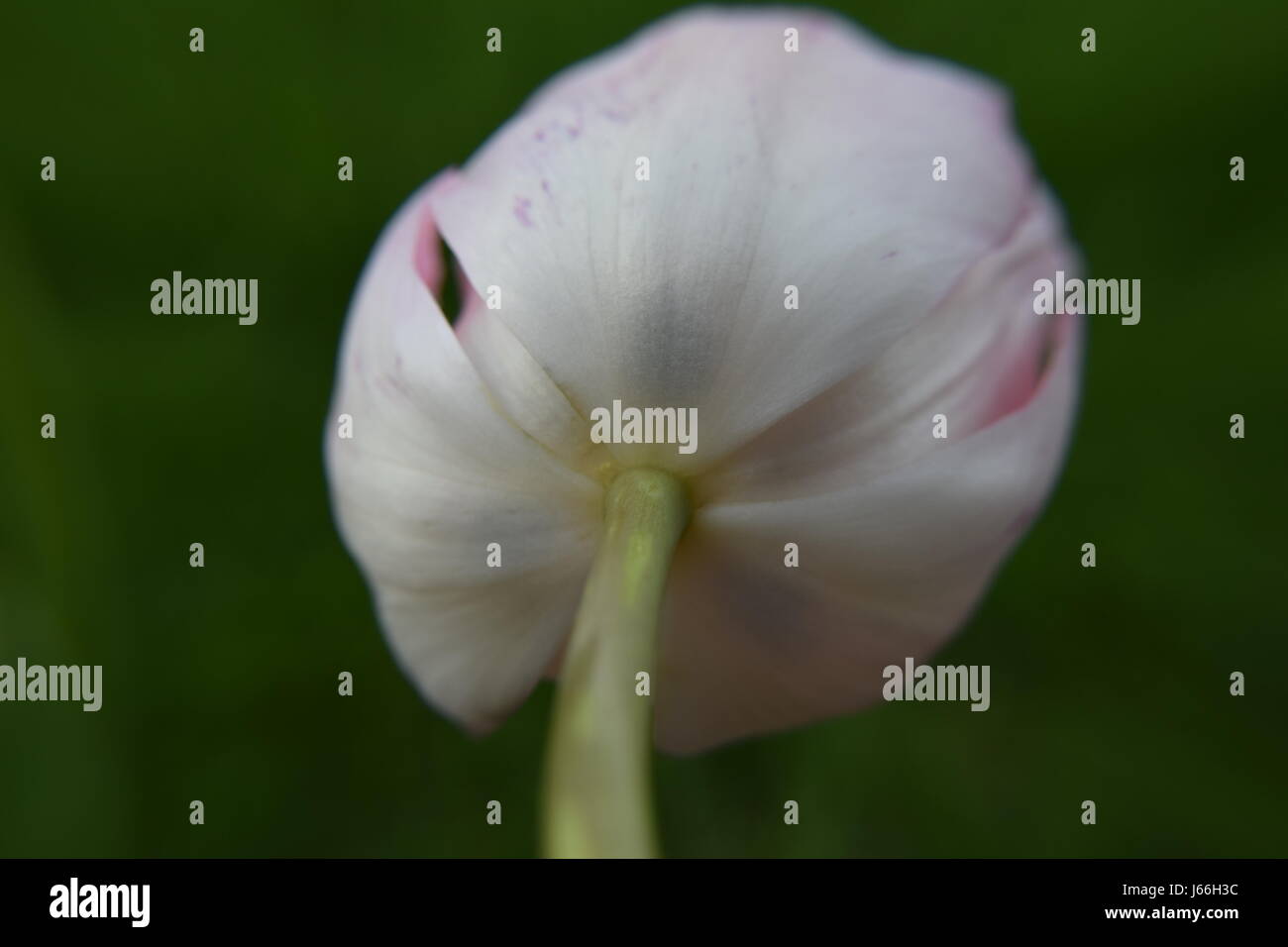 Unterseite von pink und white Tulip Stockfoto