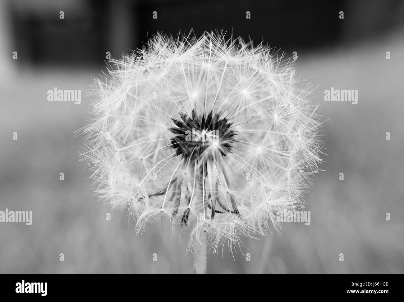 Löwenzahn Puffball in schwarz / weiß Stockfoto
