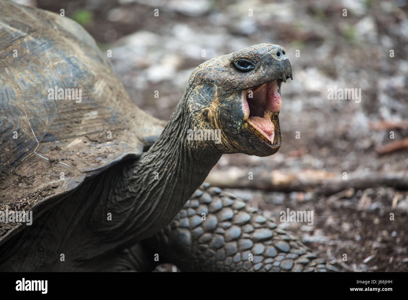Galapagos-Riesenschildkröte mit seinen Mund offen Stockfoto