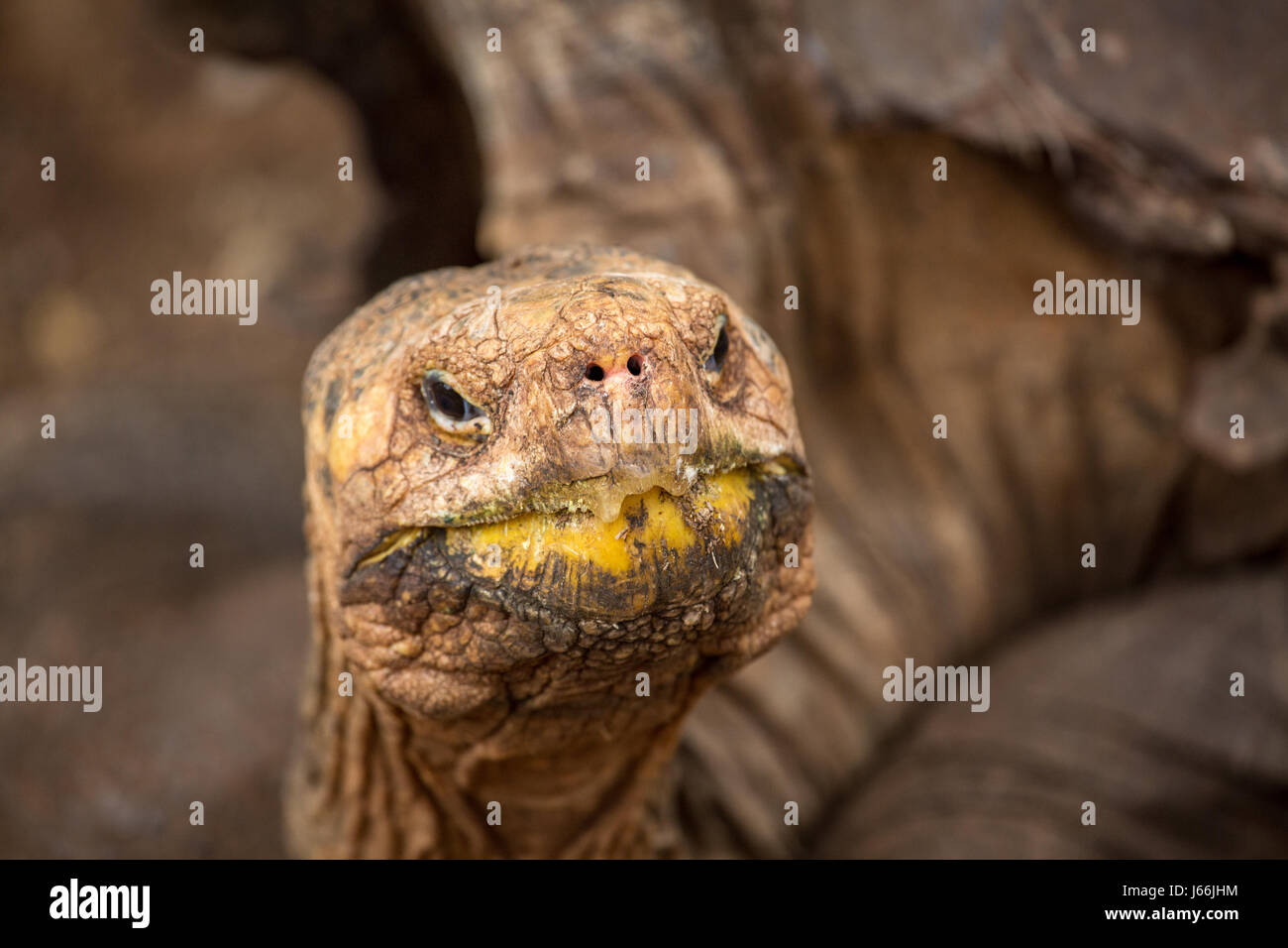 Diego, der alten Pinta Galapagos Schildkröte Stockfoto