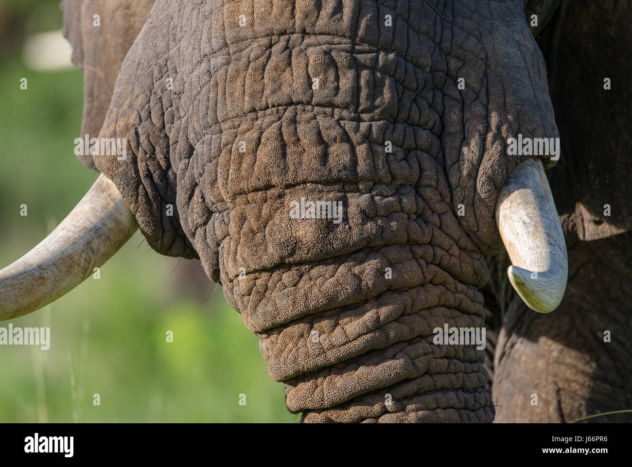 Detail des Kopfes und eines Elefantenstoßes. Afrika. Kenia. Tansania. Serengeti. Maasai Mara. Stockfoto