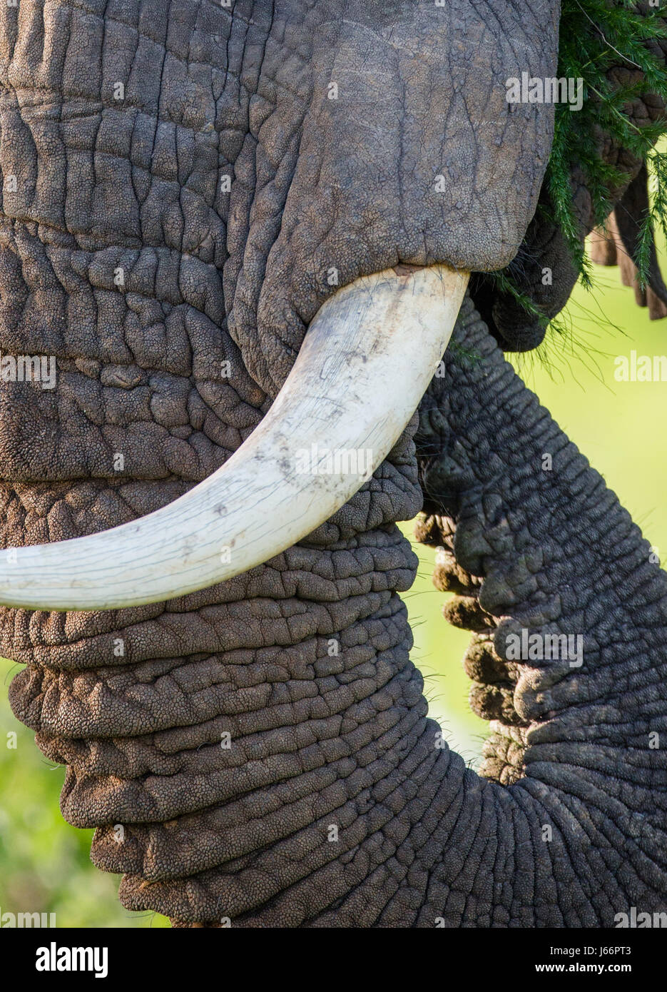 Detail des Kopfes und eines Elefantenstoßes. Afrika. Kenia. Tansania. Serengeti. Maasai Mara. Stockfoto