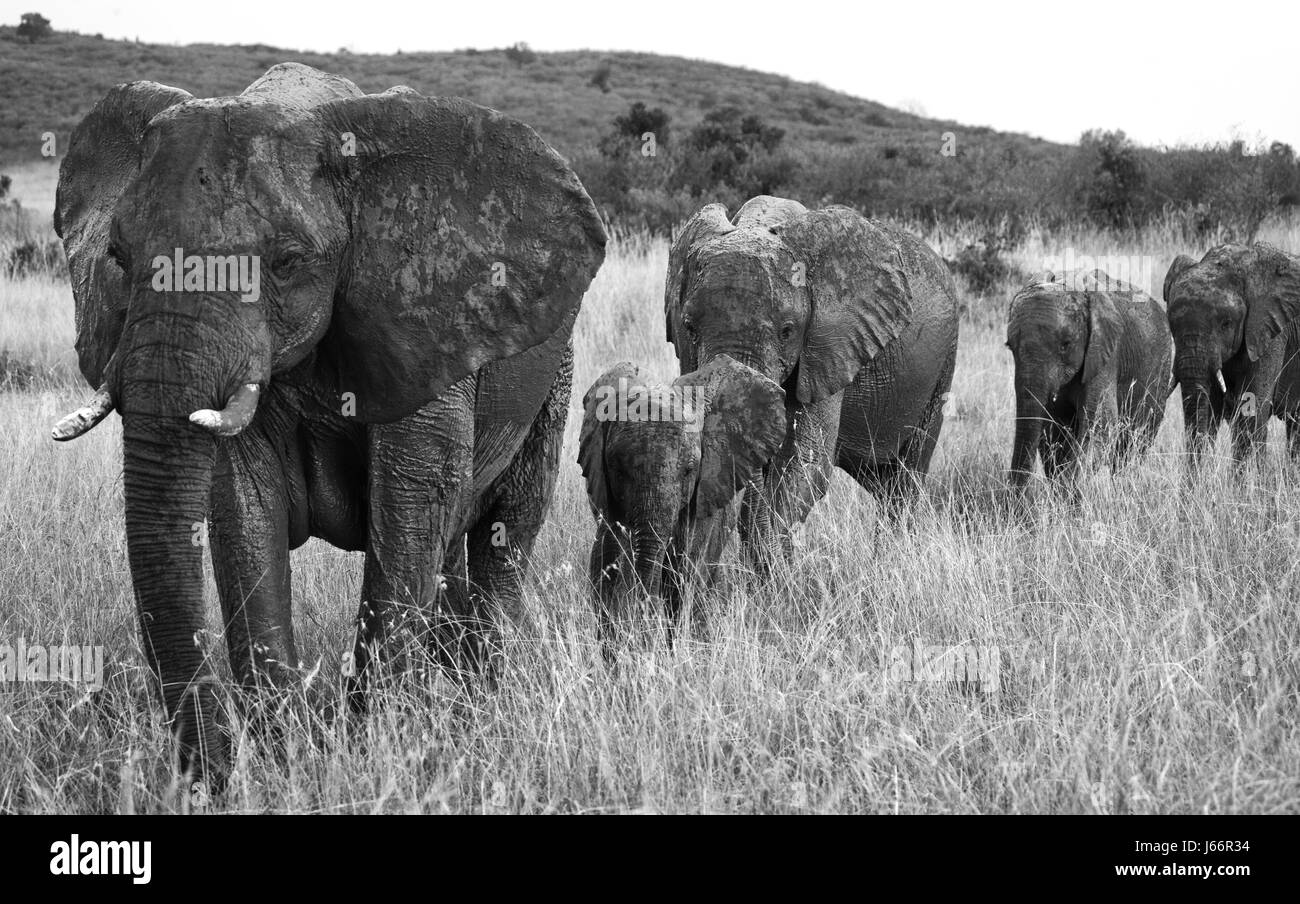 Elefantengruppe, die auf der Savanne spaziert. Afrika. Kenia. Tansania. Serengeti. Maasai Mara. Stockfoto