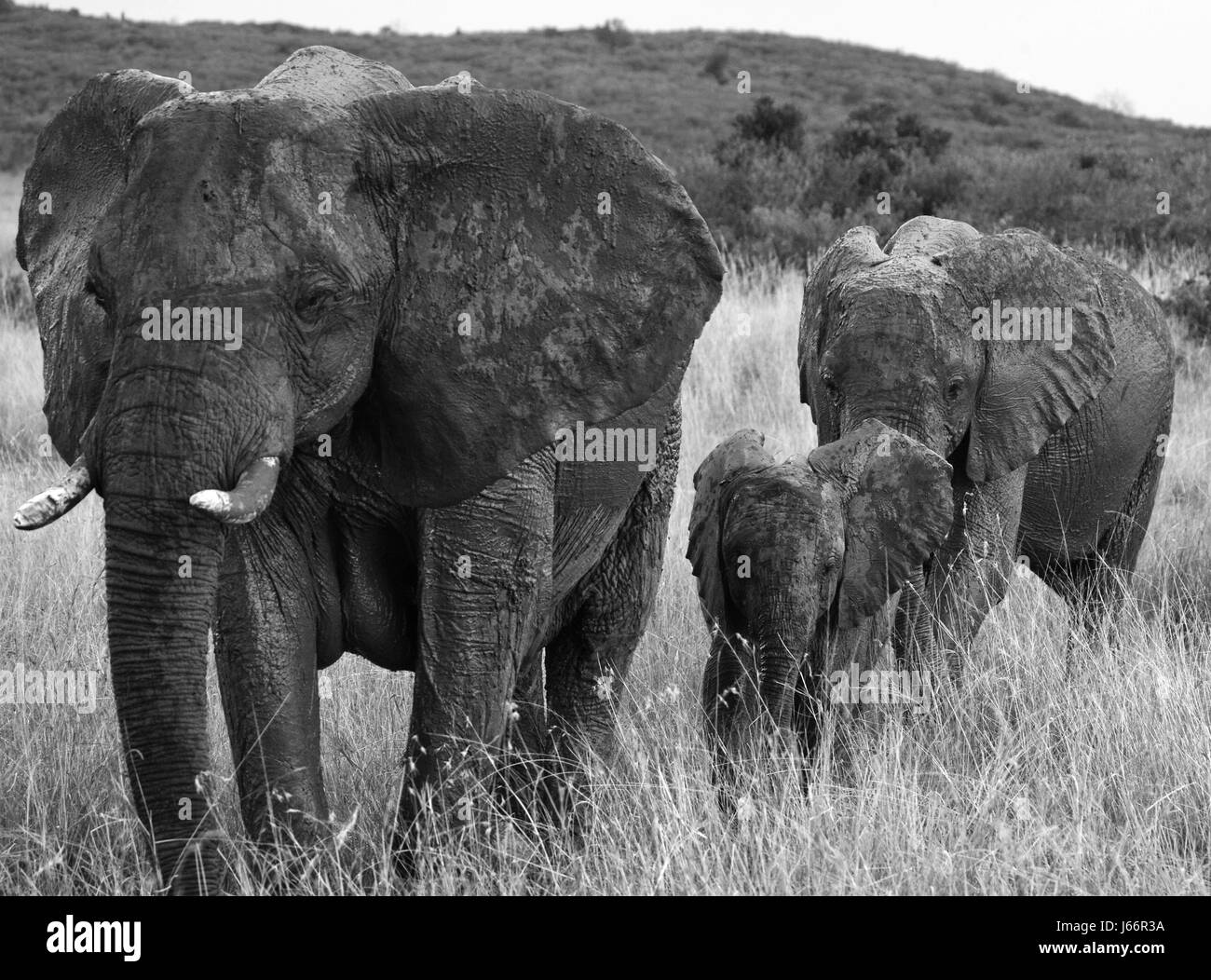 Elefantengruppe, die auf der Savanne spaziert. Afrika. Kenia. Tansania. Serengeti. Maasai Mara. Stockfoto