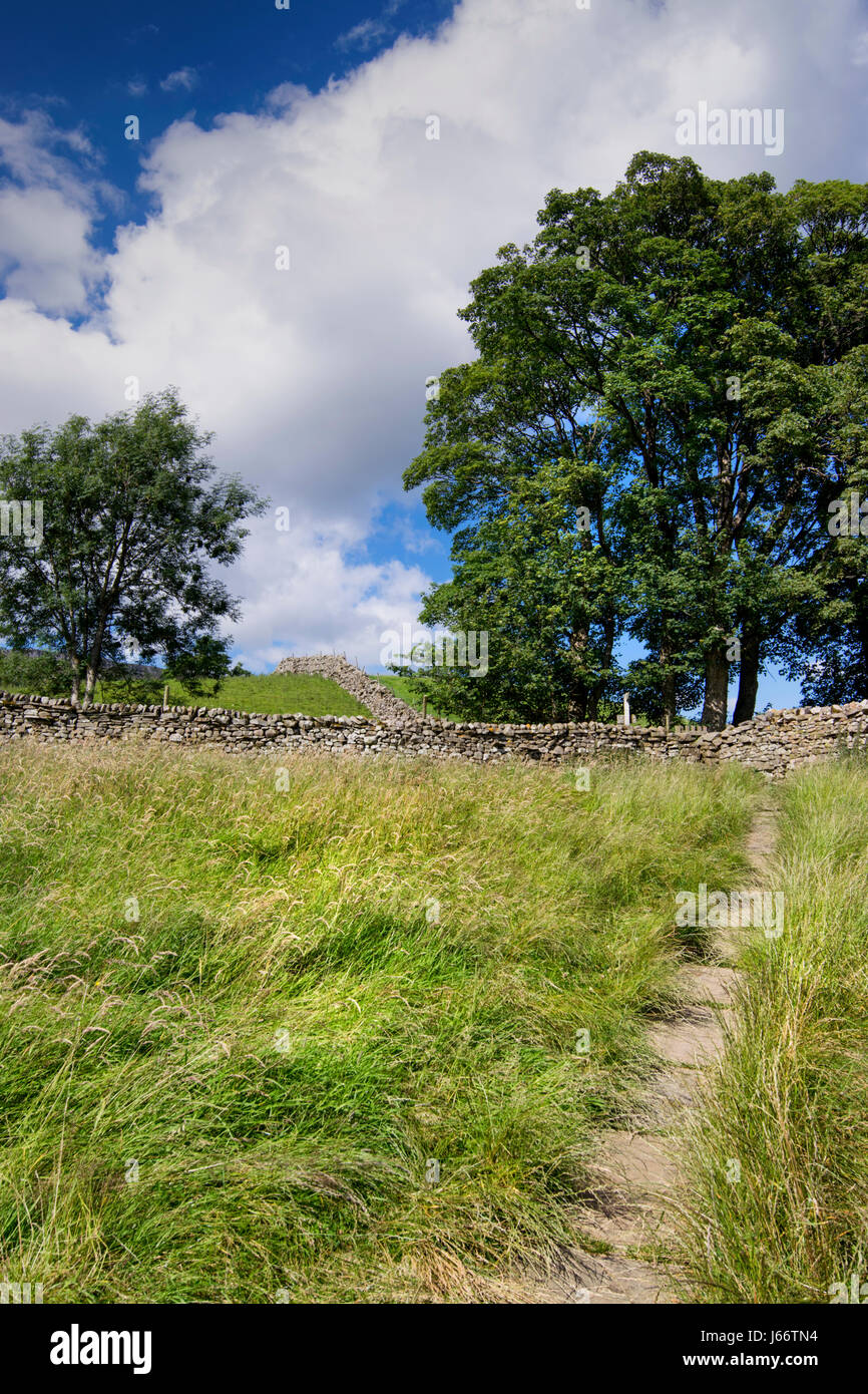 Feld und Grenze Wände in Wensleydale, North Yorkshire, England, UK Stockfoto