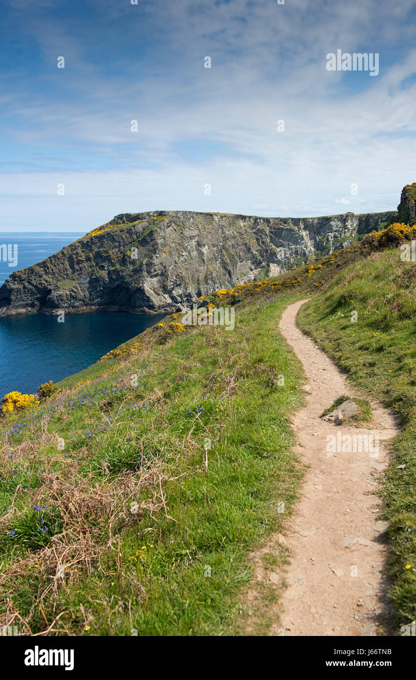 Der South West Coast Path in der Nähe von Boscastle in Cornwall, England, UK Stockfoto