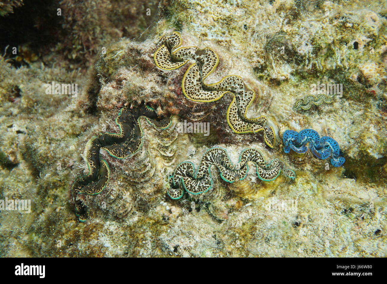 Bunte marine Muscheln unter Wasser, Maxima Clam, Tridacna Maxima, Pazifik, Bora Bora, Französisch-Polynesien Stockfoto