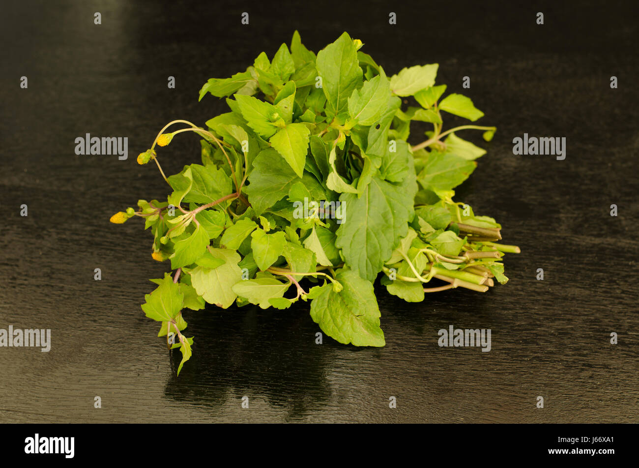 Para Kresse, Zahnschmerzen Pflanze. (Spilanthes Acmella (L.) Murray.) auf schwarzem Hintergrund aus Holz Stockfoto