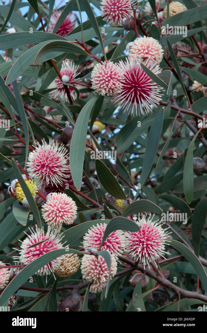 Hakea Laurina (Nadelkissen Baum) Busch in der Sie Yangs Regionalpark, Victoria, Australien Stockfoto