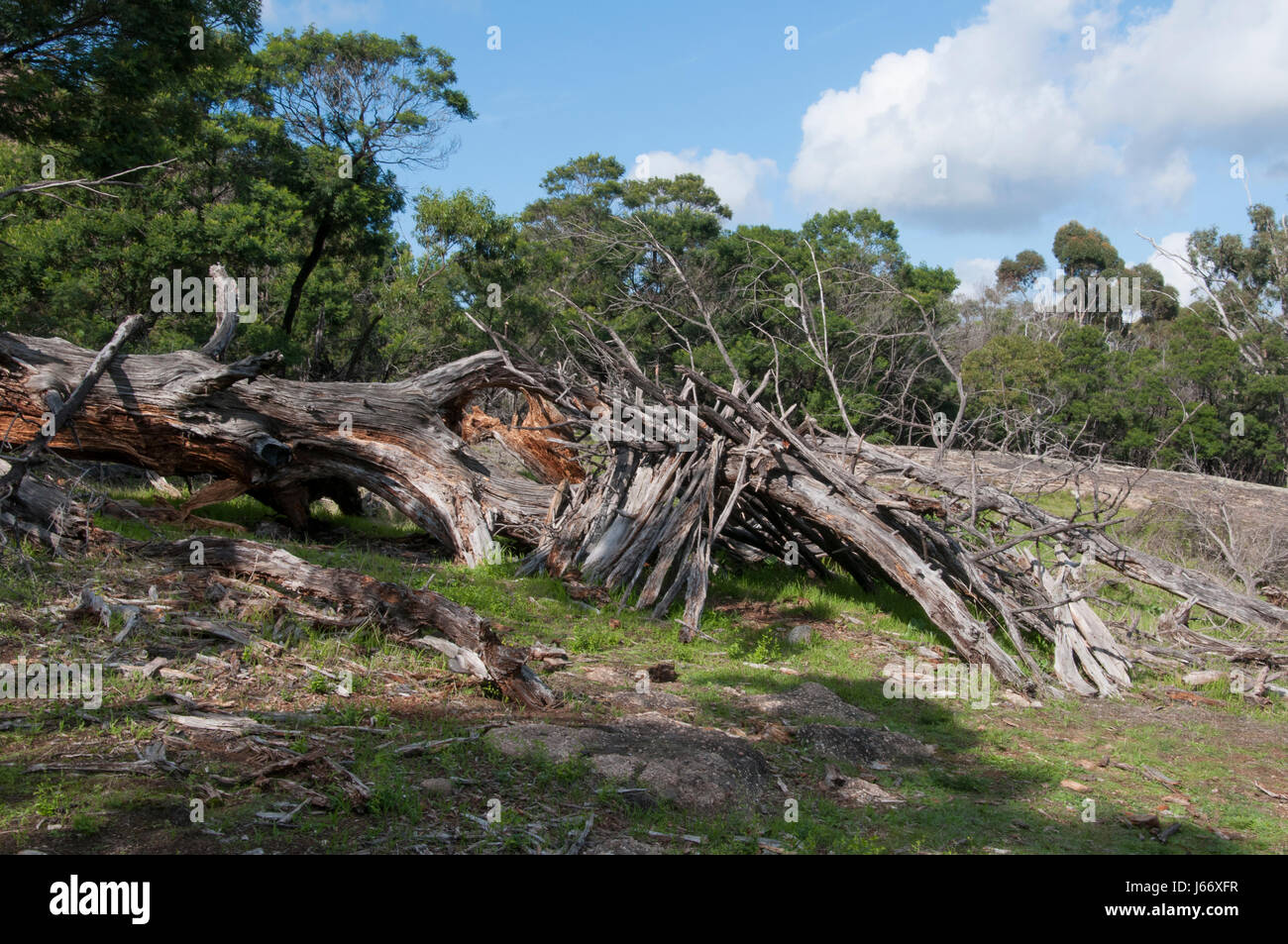 Nachbildung eines Aborigines Tierheim erstellt, bei der Sie Yangs Regionalpark, Victoria, Australien Stockfoto