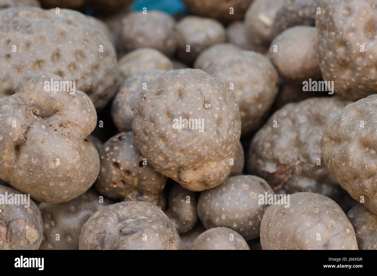 Thai Kräuter Name Stephania Venosa (Blume). Spreng. Stockfoto