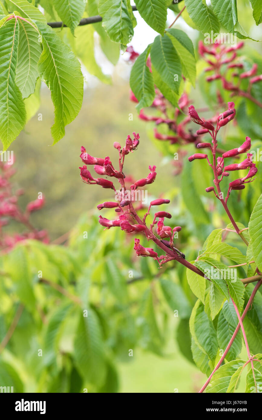 Aesculus Pavia Atrosanguinea. Rote Rosskastanie Blumen im Mai Stockfoto