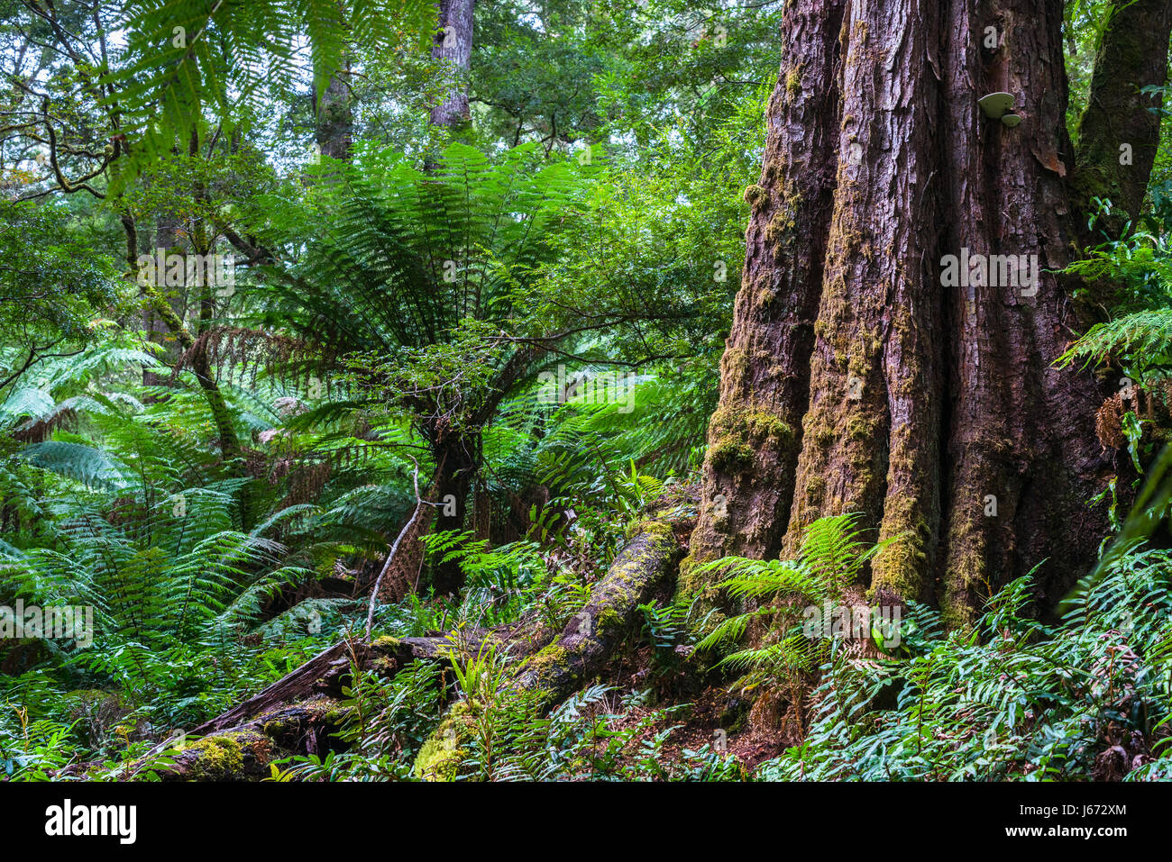 Dicksonia antarctica Regenwald an Melba Gully State Park, Great Otway National Park, Victoria, Australien. Stockfoto