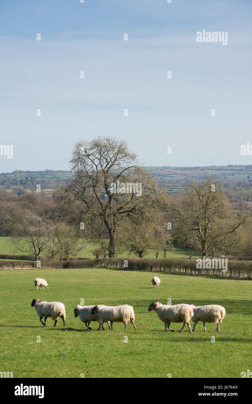 Eine ländliche Aussicht auf Schafe weiden in der Landschaft, Broadwell, (zwischen Stow-on-the-Wold und Moreton-in-Marsh), England, Vereinigtes Königreich Stockfoto