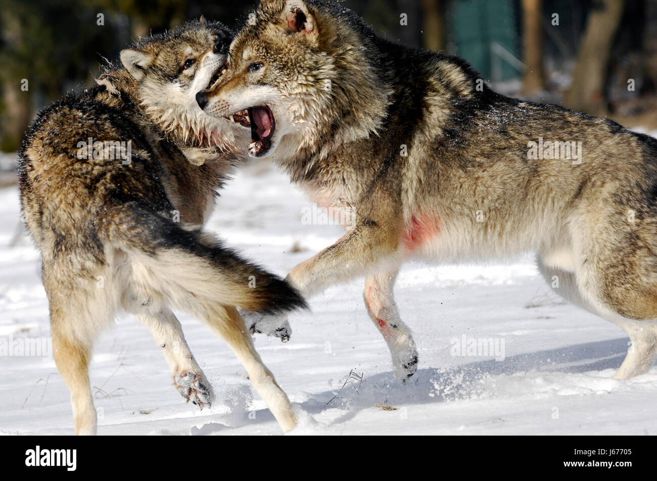 Schlachten Sie kämpfen Winter Wolf Wölfe Hierarchie Schnee kämpfen kämpfen winter Stockfoto