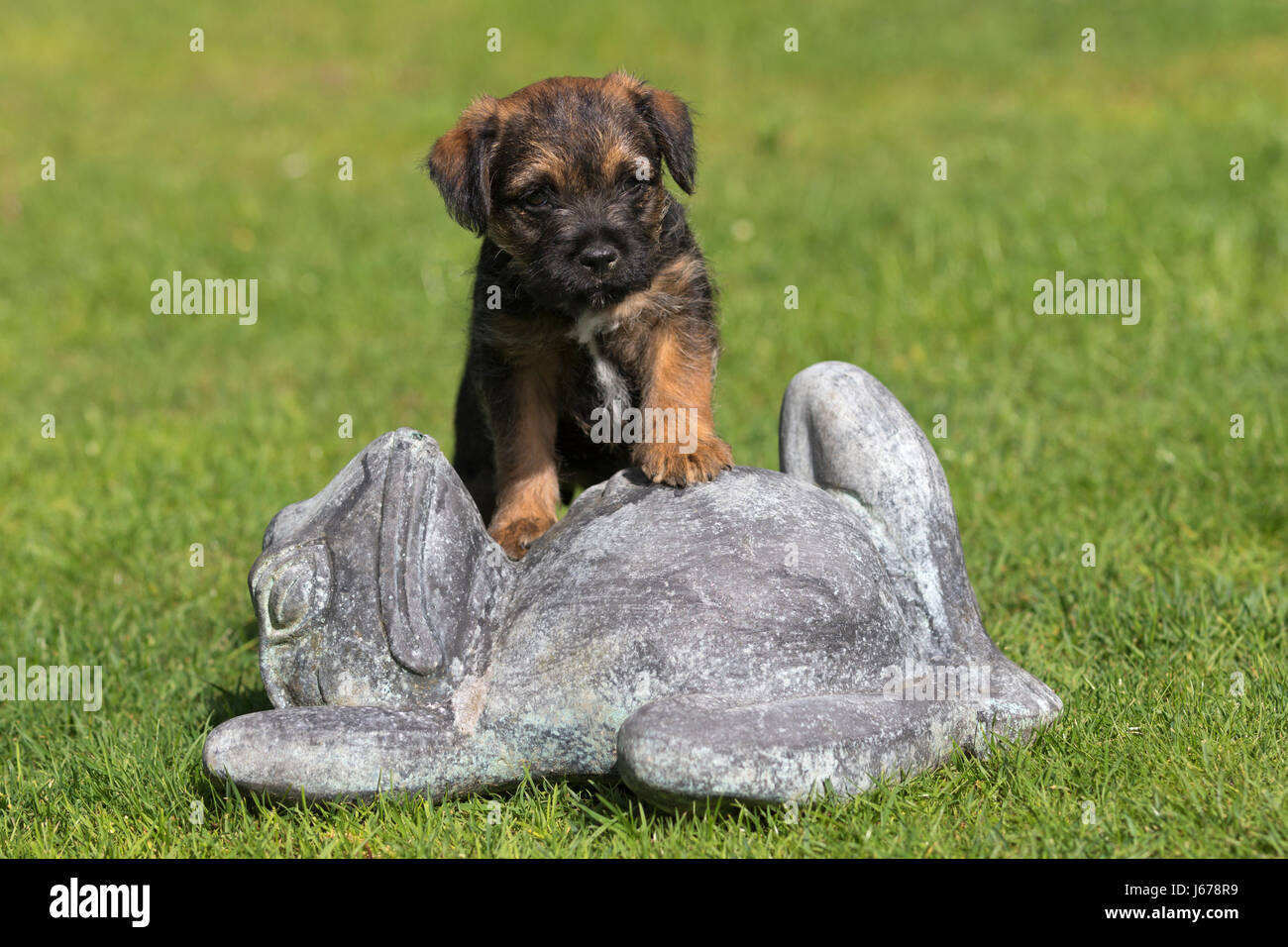 Border Terrier Welpe stehend auf einem steinernen Frosch Stockfoto