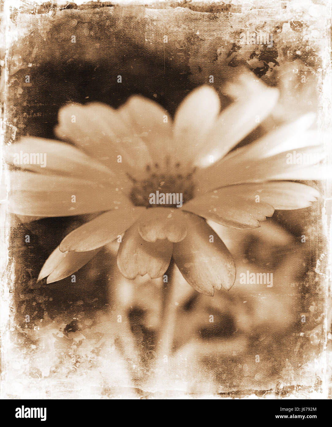 Blume Pflanze antike digitale abstrakte Daisy Leinwand Aquarell Alter-Grafik Stockfoto